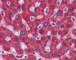 MTHFD1 Antibody in Immunohistochemistry (IHC)