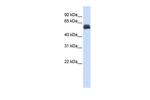 CEP55 Antibody in Western Blot (WB)