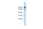 LARGE Antibody in Western Blot (WB)