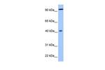 PYGO1 Antibody in Western Blot (WB)