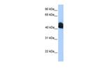 MDFIC Antibody in Western Blot (WB)