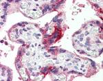 GPSM2 Antibody in Immunohistochemistry (Paraffin) (IHC (P))