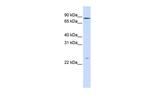 GPSM2 Antibody in Western Blot (WB)