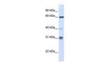 GBP2 Antibody in Western Blot (WB)