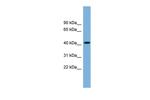 FENS1 Antibody in Western Blot (WB)