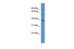 NETO1 Antibody in Western Blot (WB)