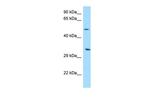 DPAGT1 Antibody in Western Blot (WB)