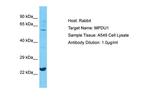 MPDU1 Antibody in Western Blot (WB)
