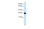 14-3-3 eta Antibody in Western Blot (WB)