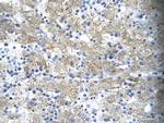 TAL1 Antibody in Immunohistochemistry (Paraffin) (IHC (P))