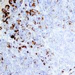 Trypsin Pan Antibody in Immunohistochemistry (Paraffin) (IHC (P))