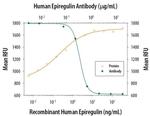 Epiregulin Antibody