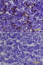 CD105 Antibody in Immunohistochemistry (Frozen) (IHC (F))