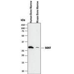 Sclerostin Antibody in Western Blot (WB)