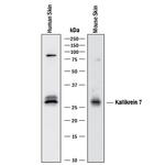Kallikrein 7 Antibody in Western Blot (WB)