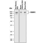 ICAM-5 Antibody in Western Blot (WB)