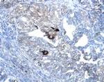 WNT7A/WNT7B Antibody in Immunohistochemistry (Paraffin) (IHC (P))