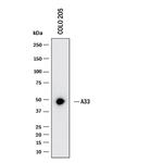A33 Antibody in Western Blot (WB)