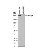 DSCAM Antibody in Western Blot (WB)