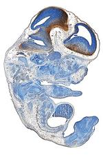 Reelin Antibody in Immunohistochemistry (Frozen) (IHC (F))