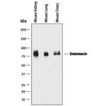 Endomucin Antibody in Western Blot (WB)