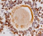 AMHR2 Antibody in Immunohistochemistry (Paraffin) (IHC (P))