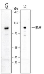 PIK3AP1 Antibody in Western Blot (WB)