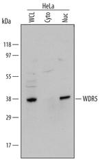 WDR5 Antibody in Western Blot (WB)