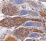 ADAMTS1 Antibody in Immunohistochemistry (Frozen) (IHC (F))