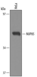 NUP85 Antibody in Western Blot (WB)