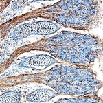 FGF15 Antibody in Immunohistochemistry (Frozen) (IHC (F))