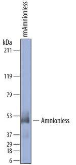 Amnionless Antibody in Western Blot (WB)