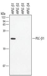 PLCB1 Antibody in Western Blot (WB)