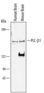 PLCB1 Antibody in Western Blot (WB)