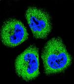 GAS1 Antibody in Immunocytochemistry (ICC/IF)