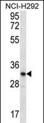 OR51L1 Antibody in Western Blot (WB)