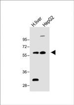 FADS2 Antibody in Western Blot (WB)