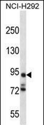 PCDHA7 Antibody in Western Blot (WB)