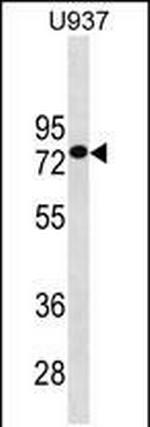 GOLGA8J Antibody in Western Blot (WB)