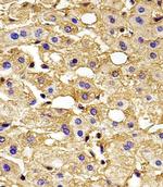 HBG2 Antibody in Immunohistochemistry (Paraffin) (IHC (P))