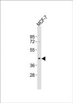 OR5A1 Antibody in Western Blot (WB)