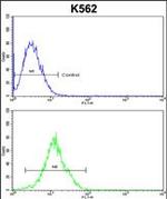 ATP12A Antibody in Flow Cytometry (Flow)