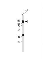 MAG Antibody in Western Blot (WB)