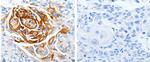 LPAR4 Antibody in Immunohistochemistry (Paraffin) (IHC (P))