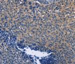 SYT17 Antibody in Immunohistochemistry (Paraffin) (IHC (P))