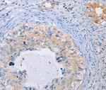 AGBL5 Antibody in Immunohistochemistry (Paraffin) (IHC (P))