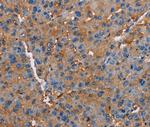 Neuroligin 1 Antibody in Immunohistochemistry (Paraffin) (IHC (P))