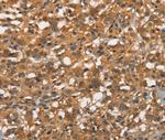 APOC4 Antibody in Immunohistochemistry (Paraffin) (IHC (P))