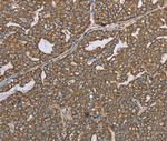 Lass4 Antibody in Immunohistochemistry (Paraffin) (IHC (P))