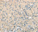 TMPRSS11A Antibody in Immunohistochemistry (Paraffin) (IHC (P))